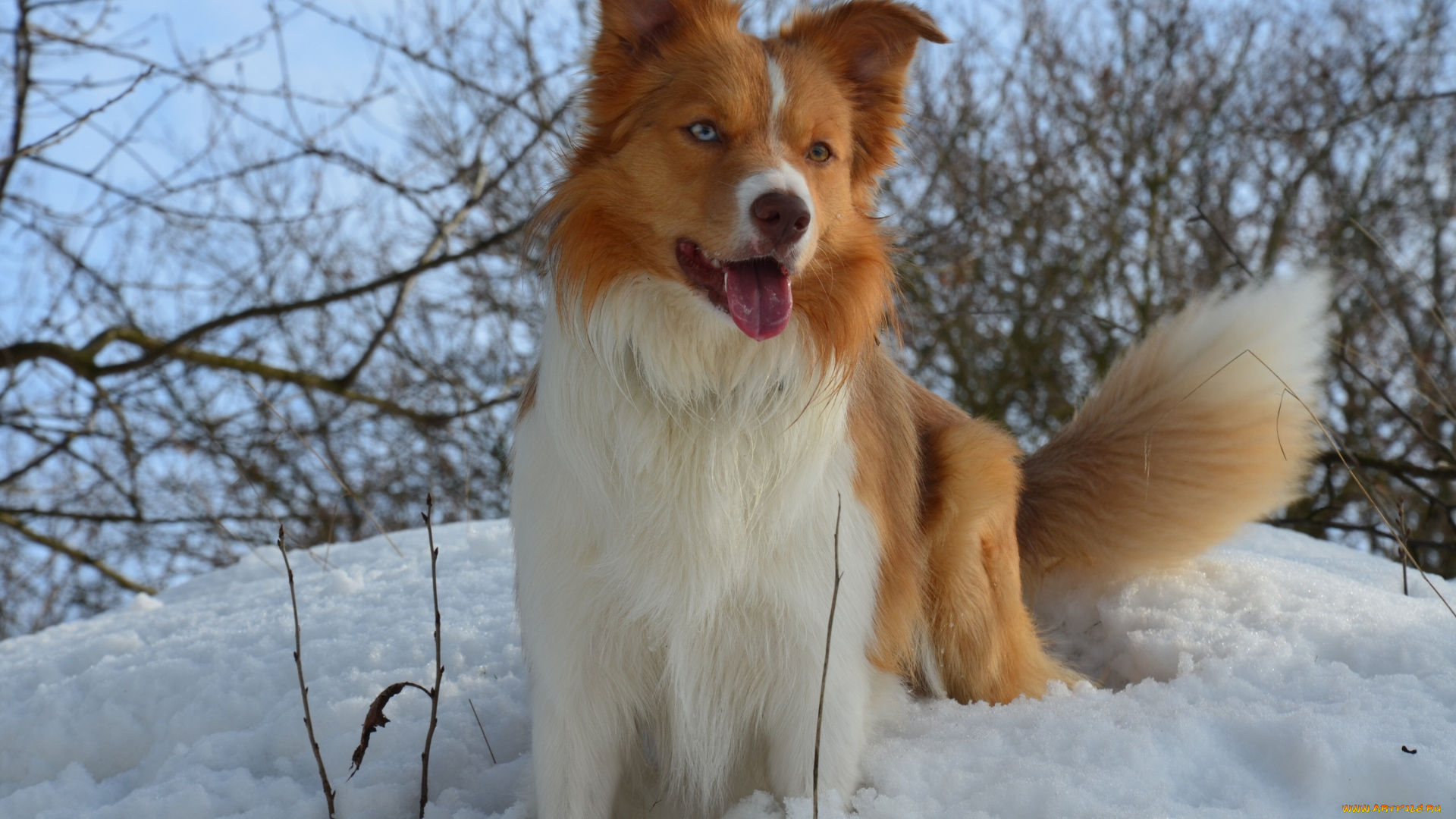 животные, собаки, зима, снег, собака