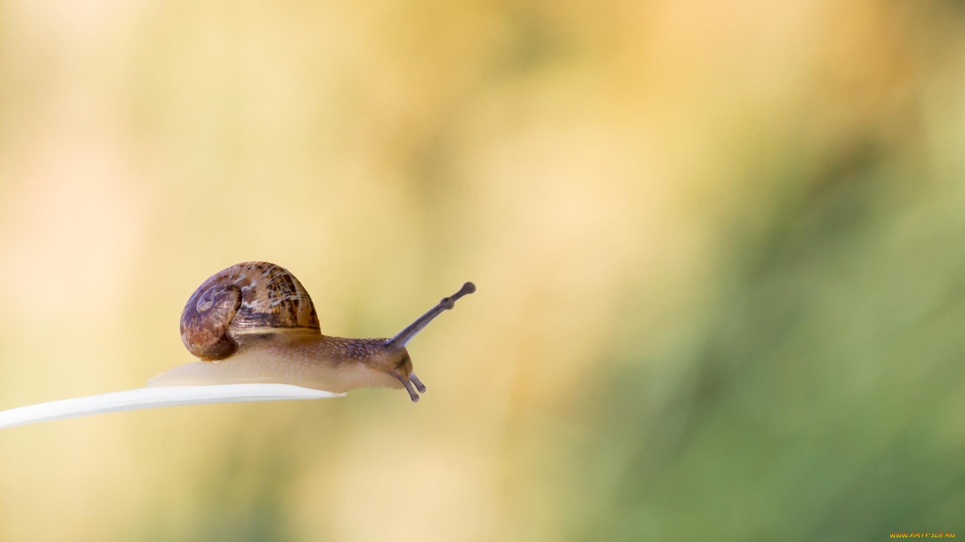 животные, улитки, фон, улитка, макро, травинка