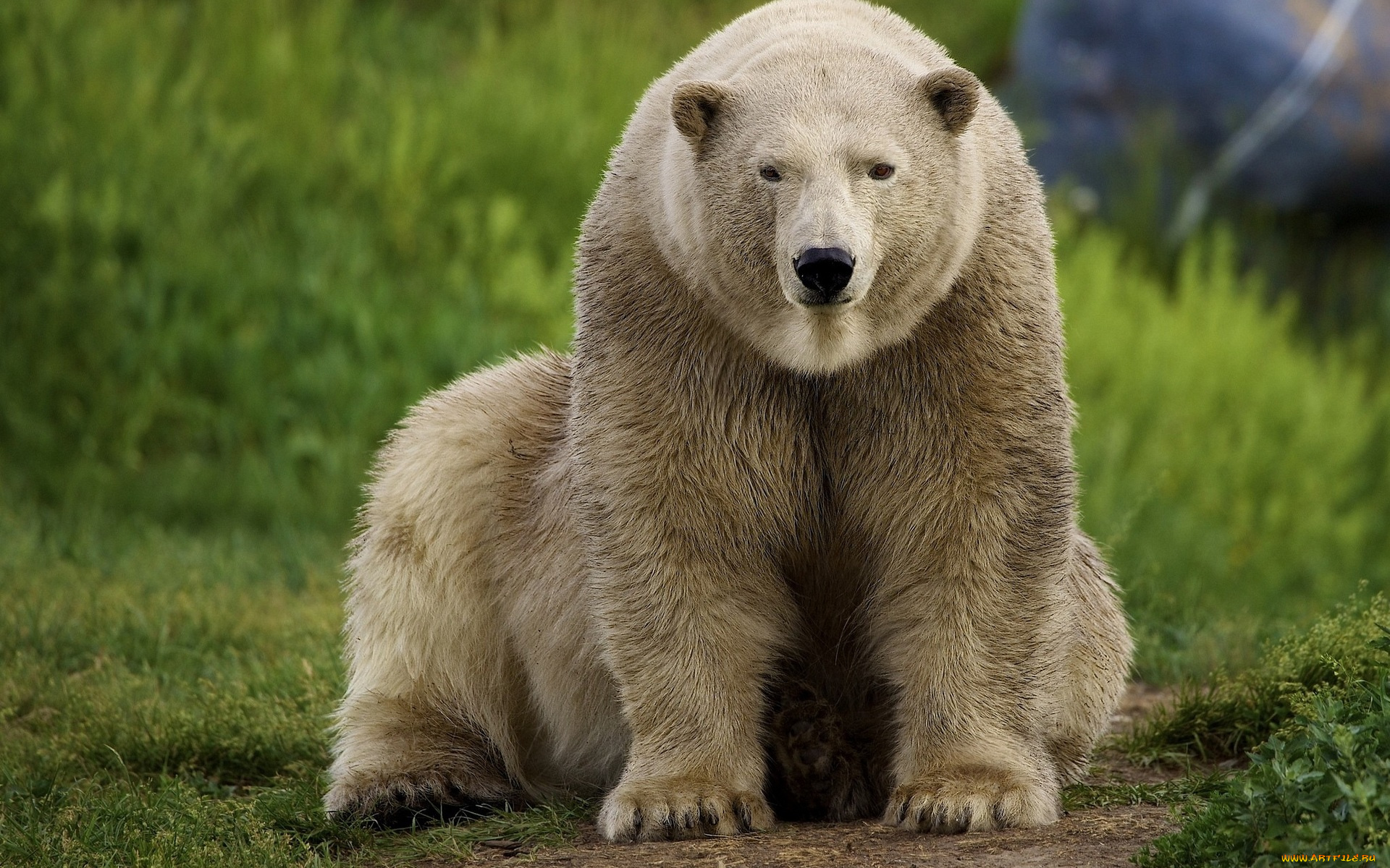 животные, медведи, медведь, трава, лужайка
