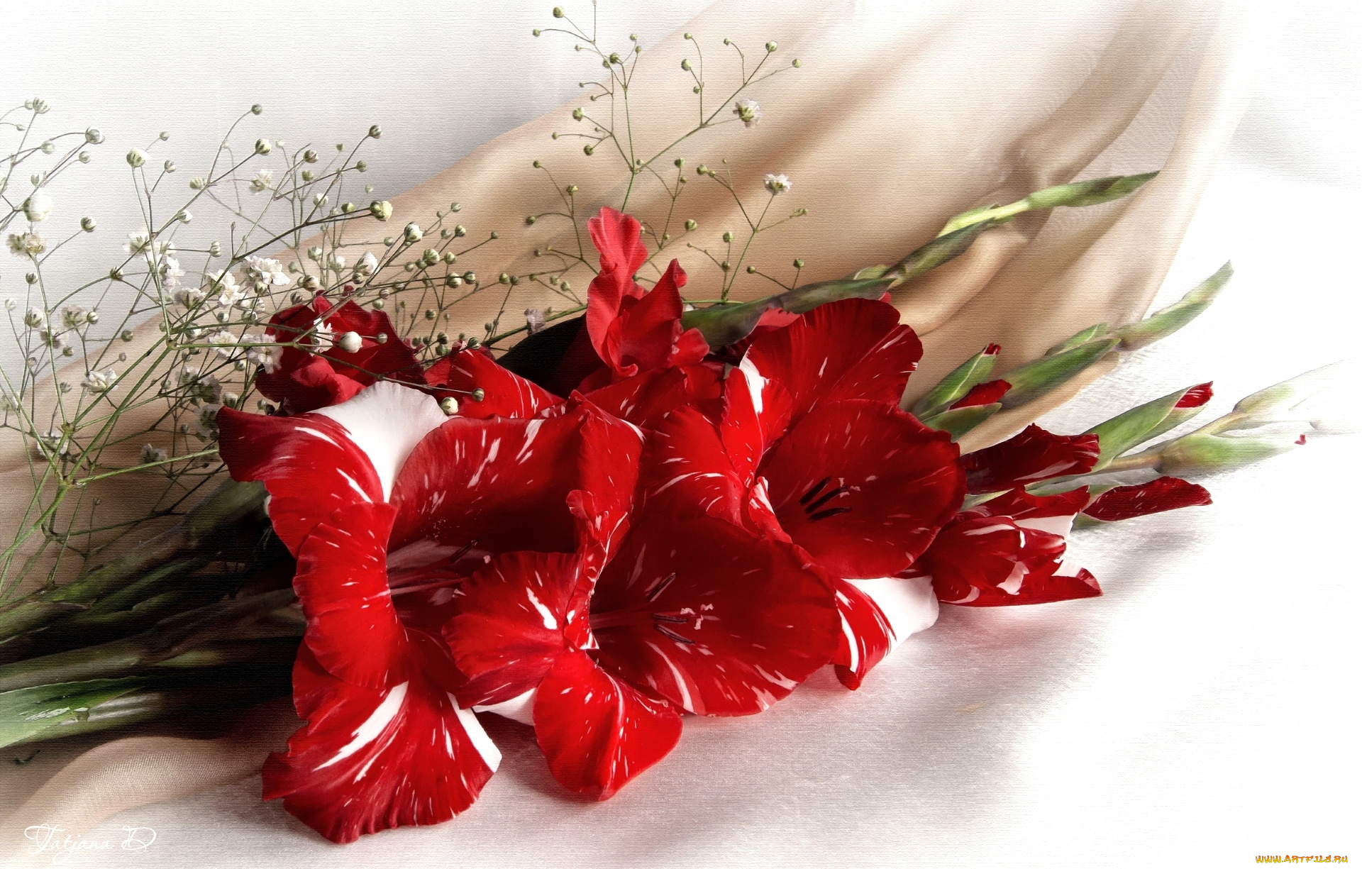 цветы, гладиолусы, гладиолус, гипсофила, пестрый