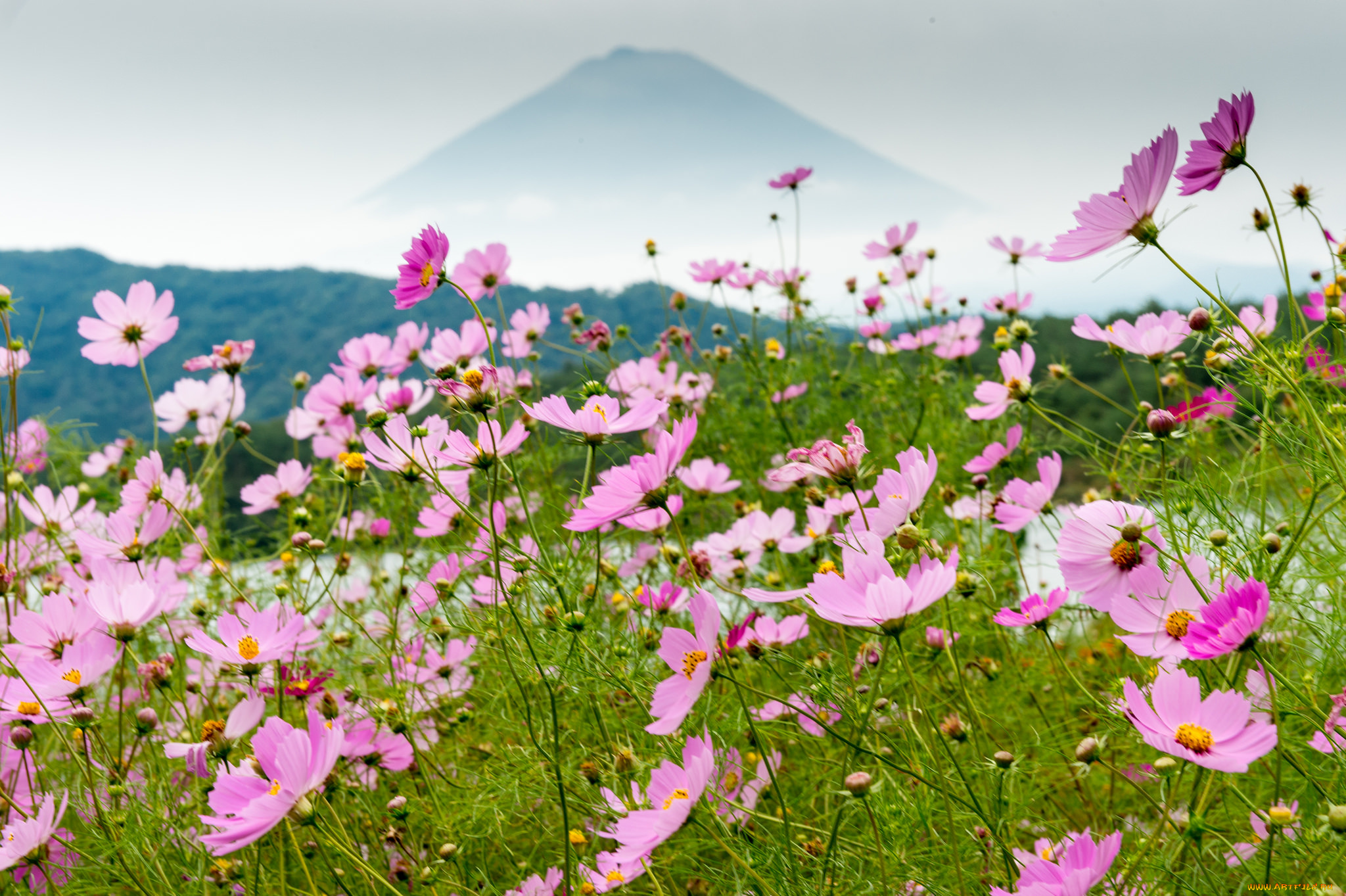цветы, космея, луг