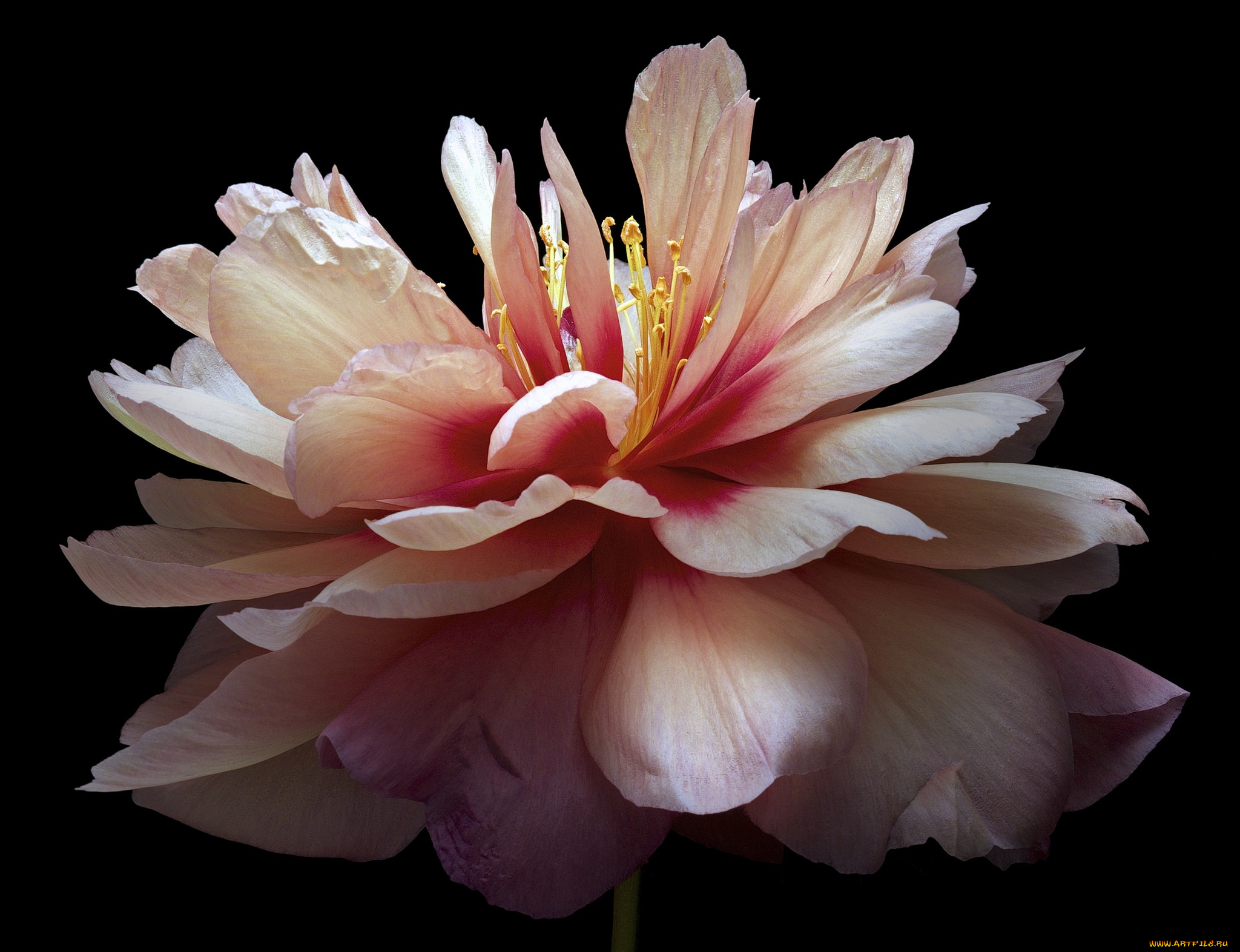 цветы, пионы, черный, пион, фон, цветок