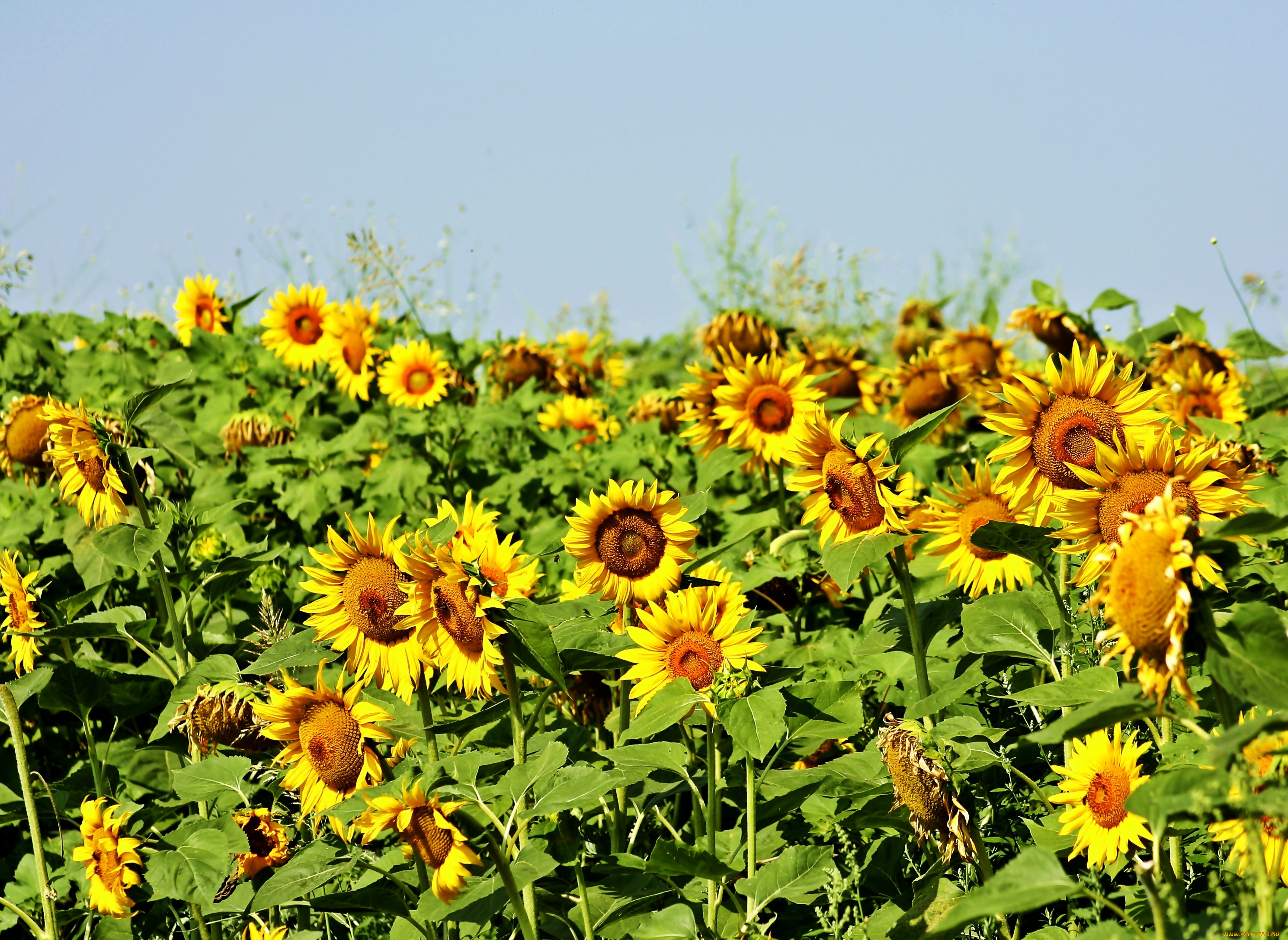 цветы, подсолнухи, лепестки