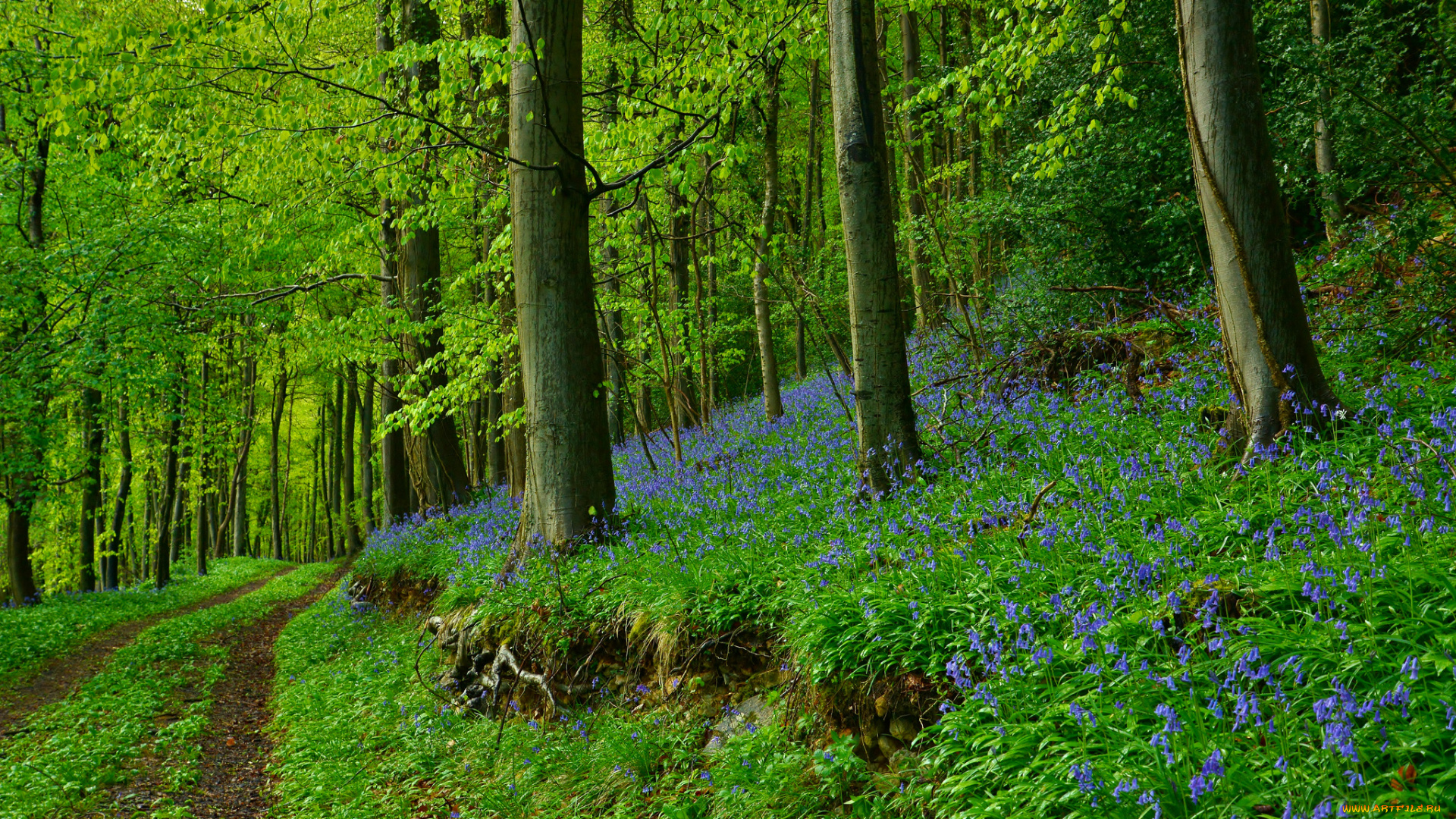 природа, дороги, лес, цветы, дорога