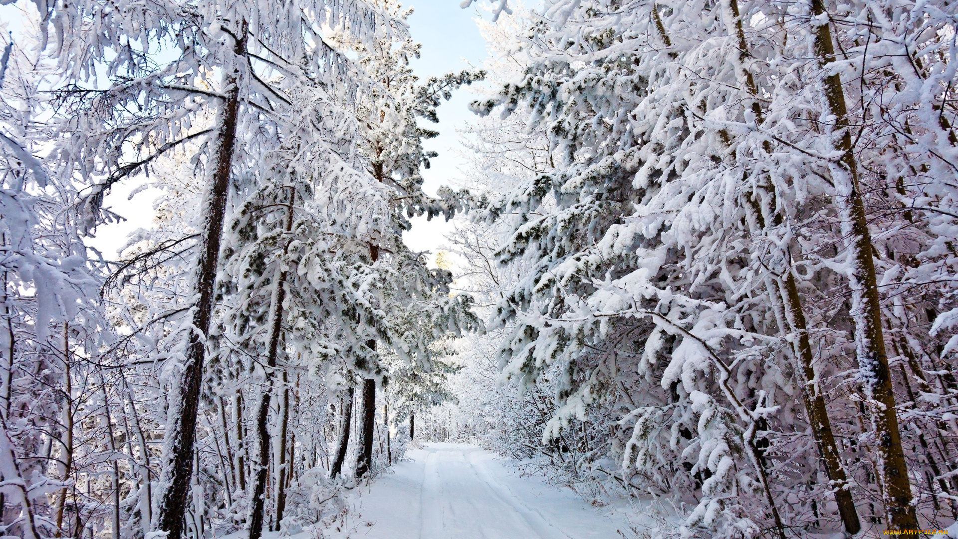 природа, зима, снег, деревья, лес