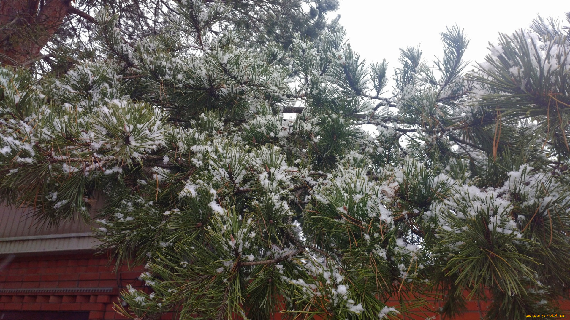 природа, деревья, куст, первый, снег