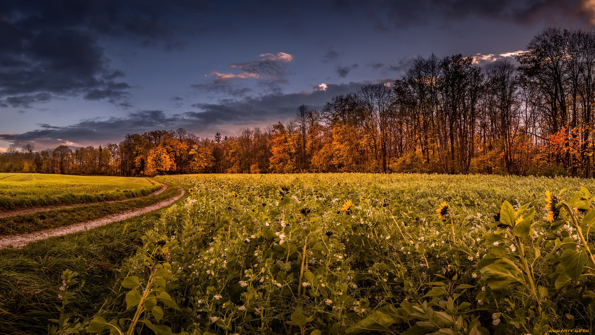 природа, дороги, утро, осень, пейзаж