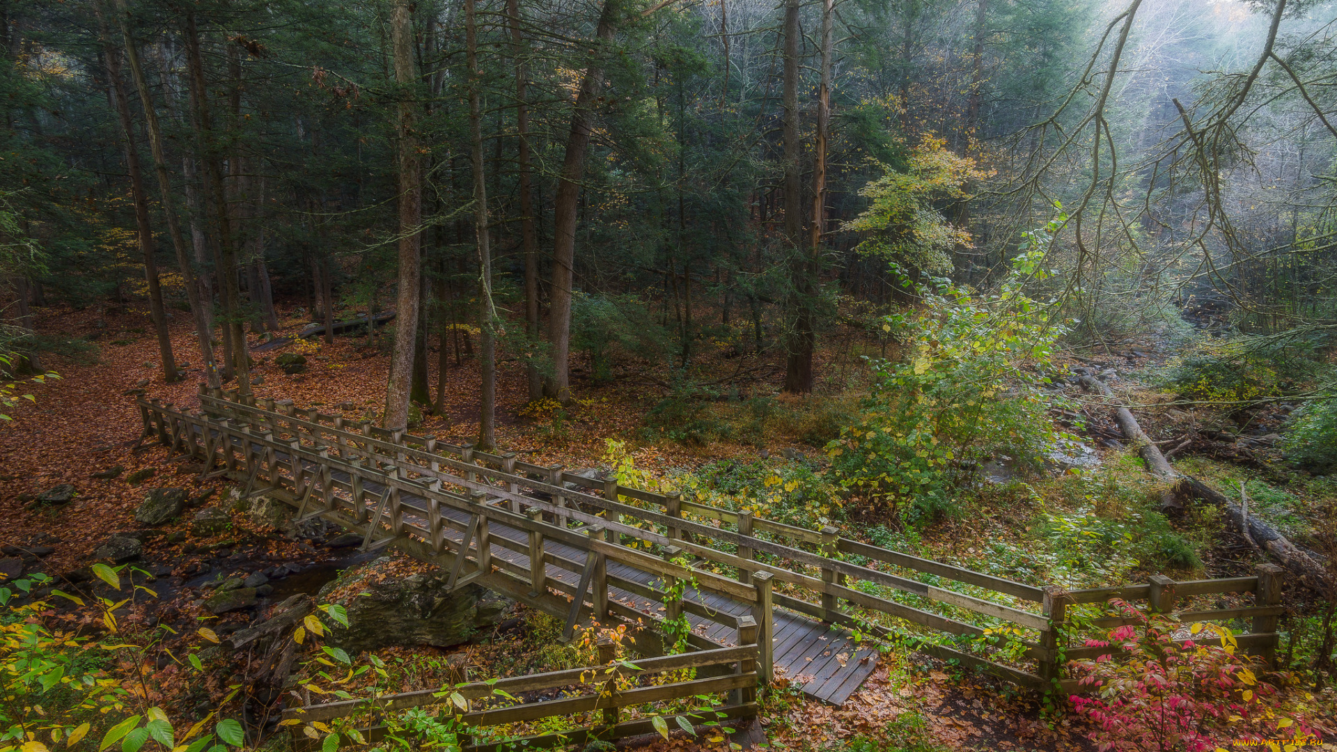 природа, лес, простор