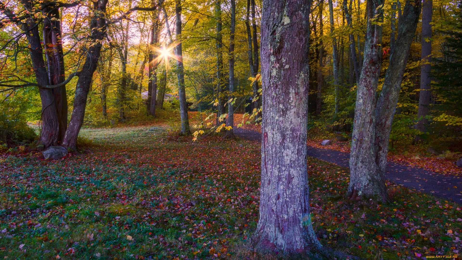 природа, лес, простор