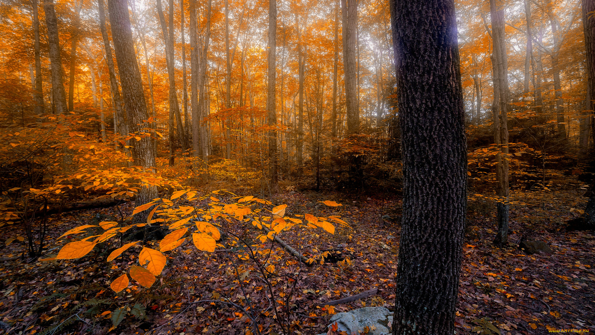 природа, лес, простор