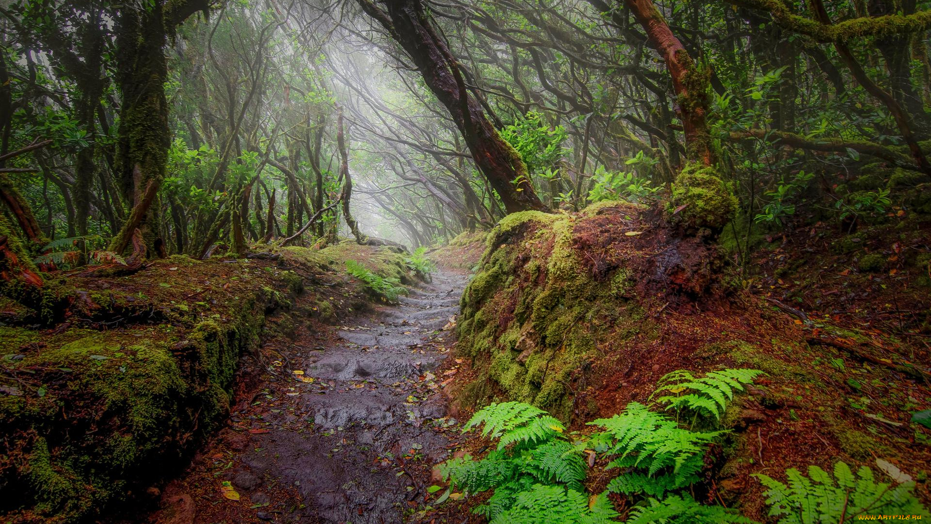 природа, лес, тропинка, деревья