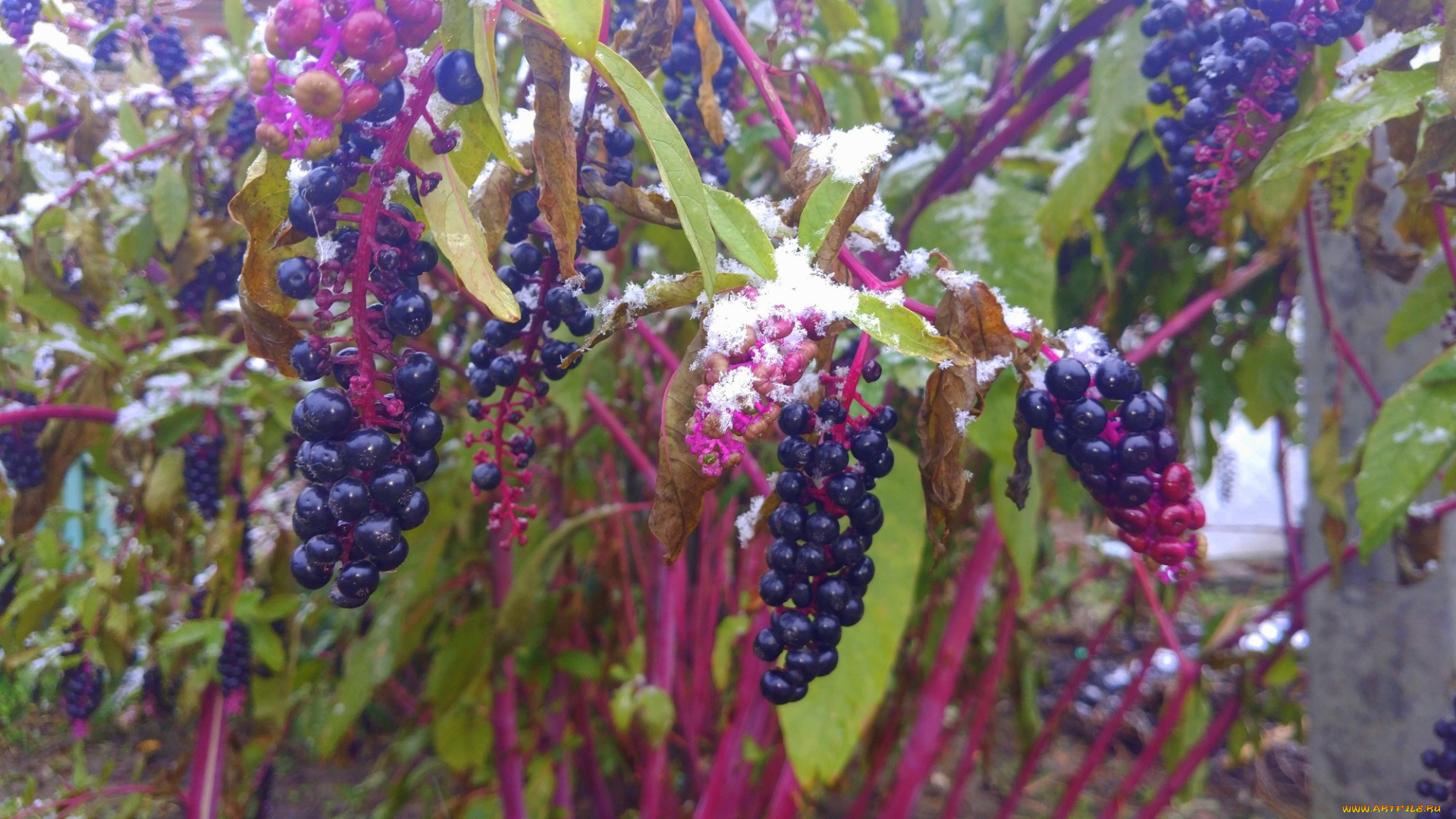 природа, Ягоды, снег, ягоды, листья