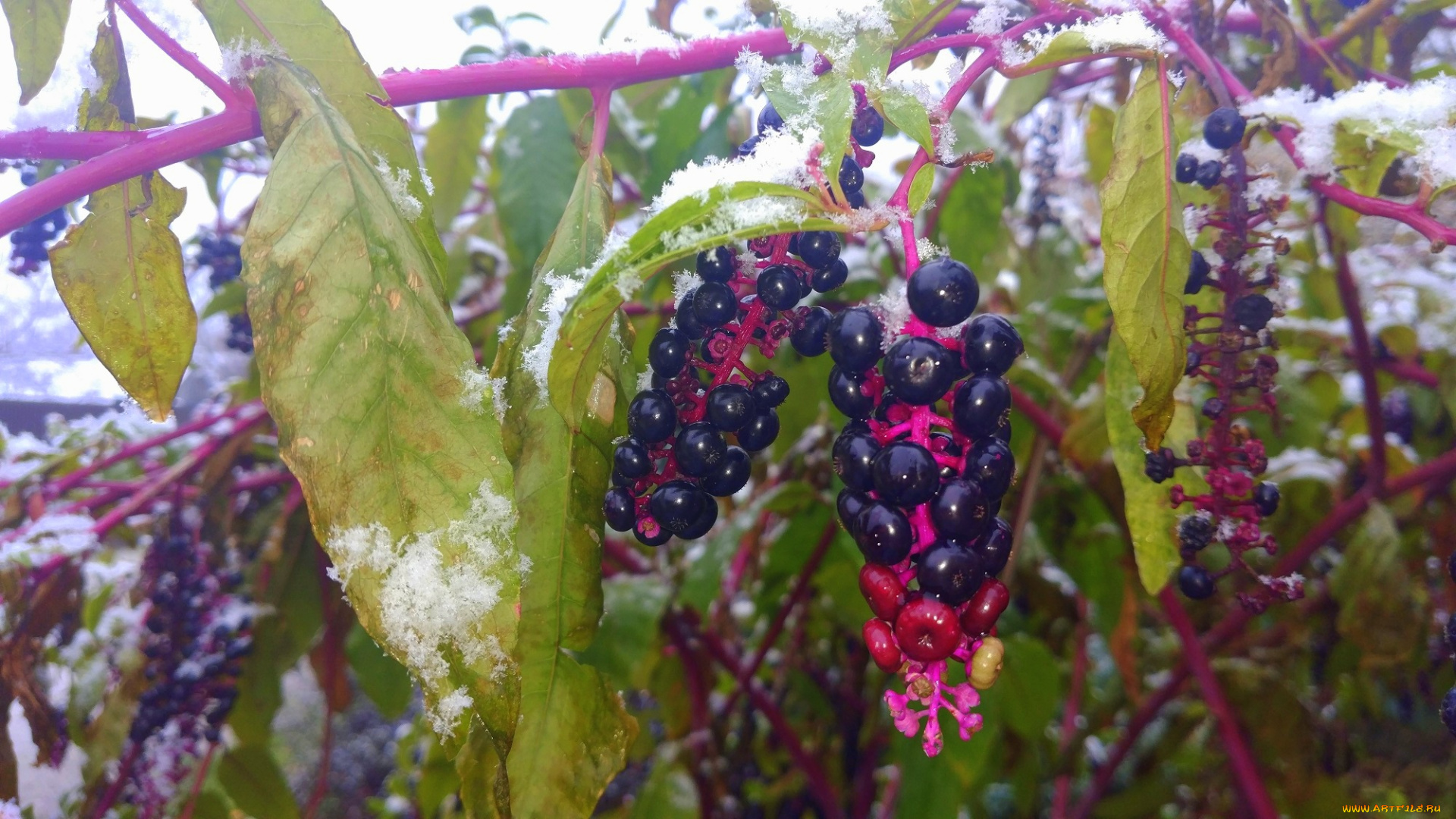 природа, Ягоды, ягоды, листья, снег