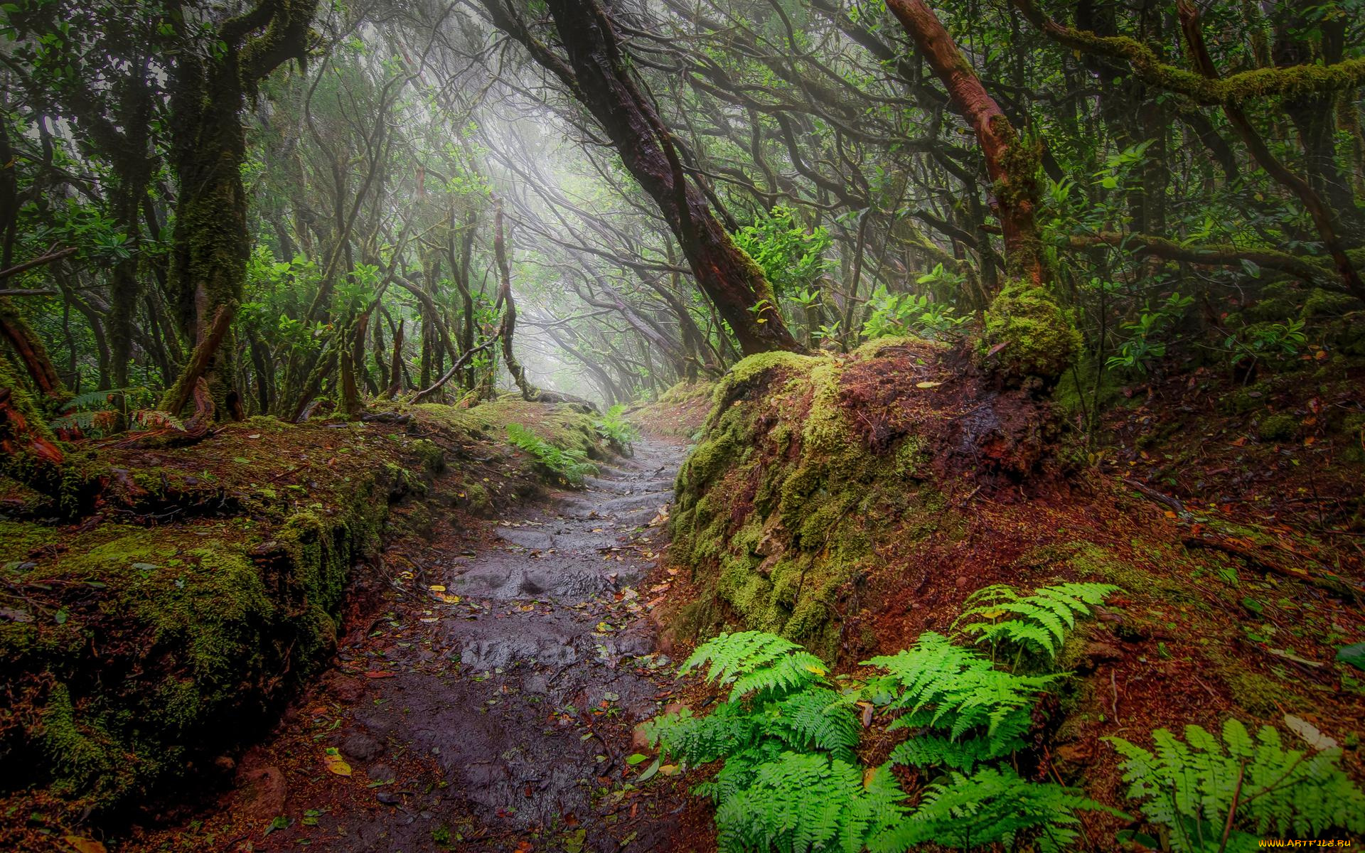 природа, лес, тропинка, деревья