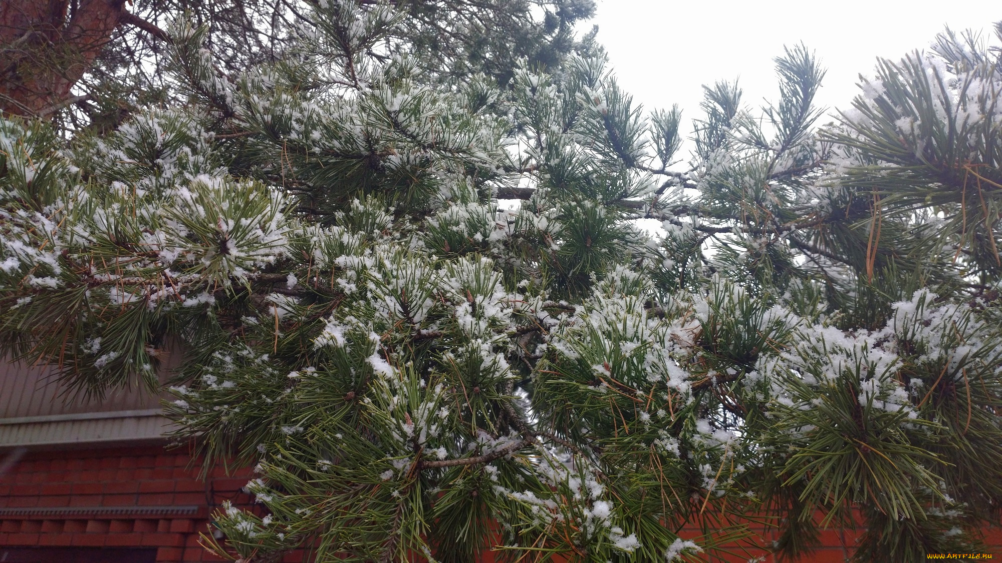 природа, деревья, куст, первый, снег