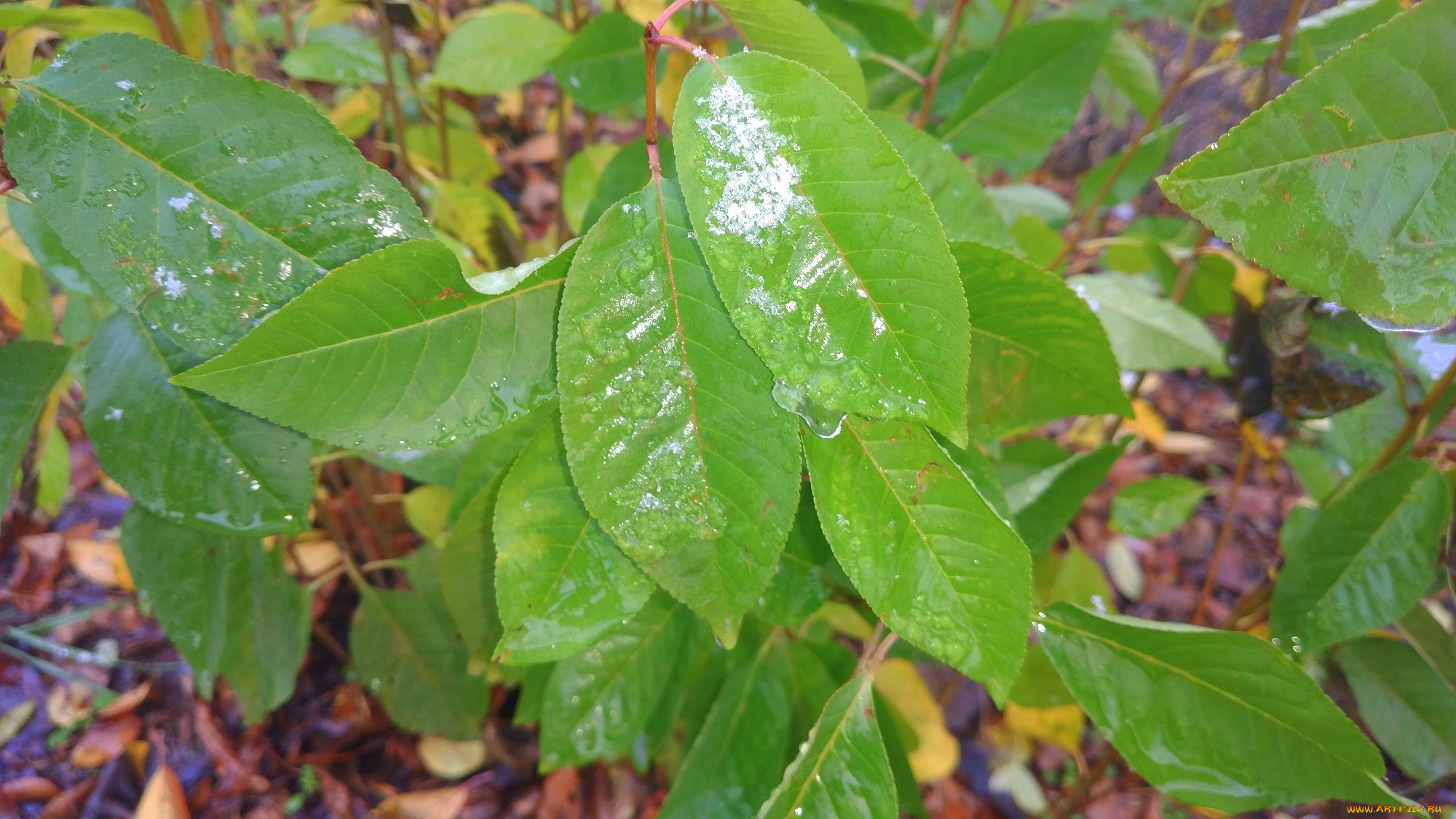 природа, листья