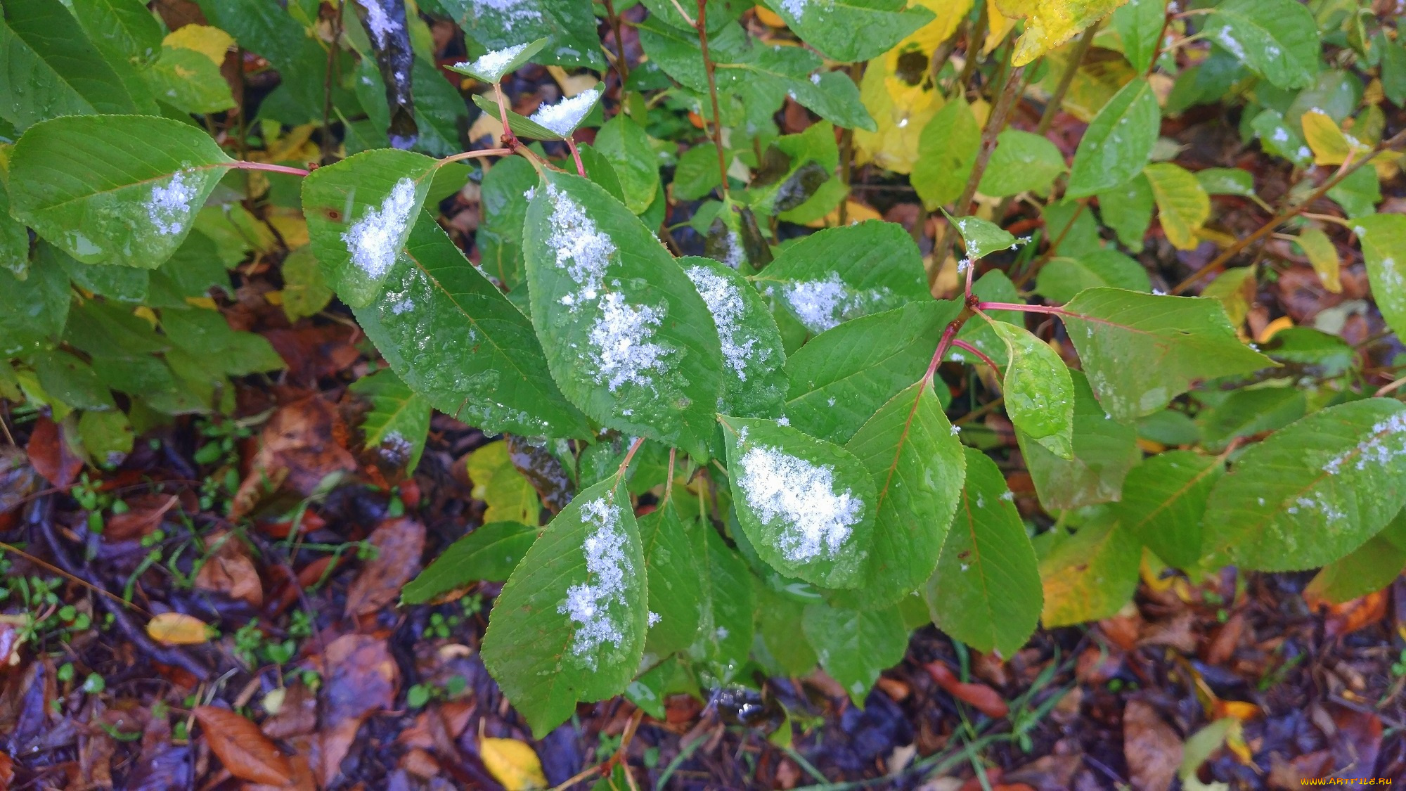 природа, листья, первый, снег