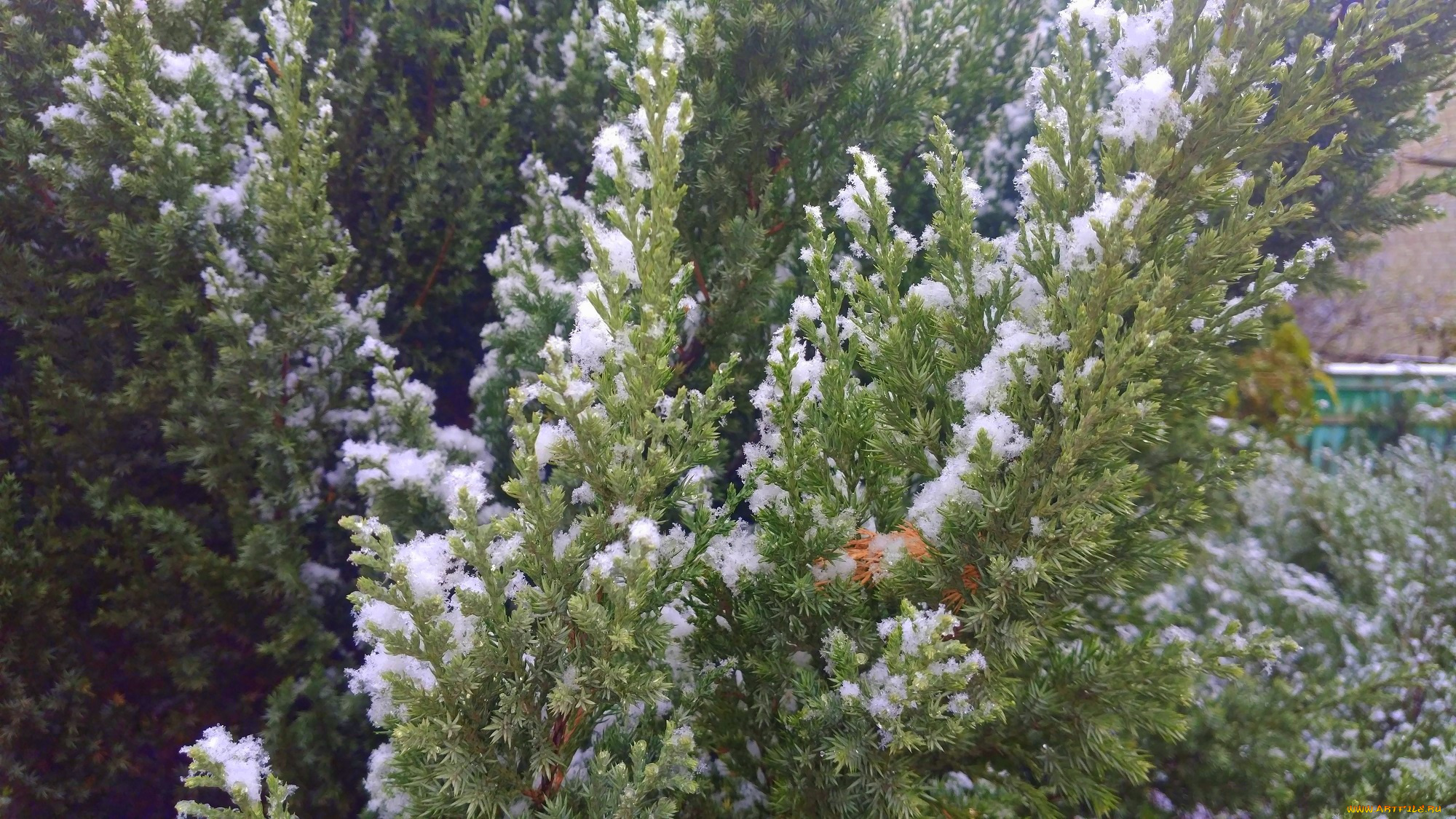 природа, макро, снег, куст