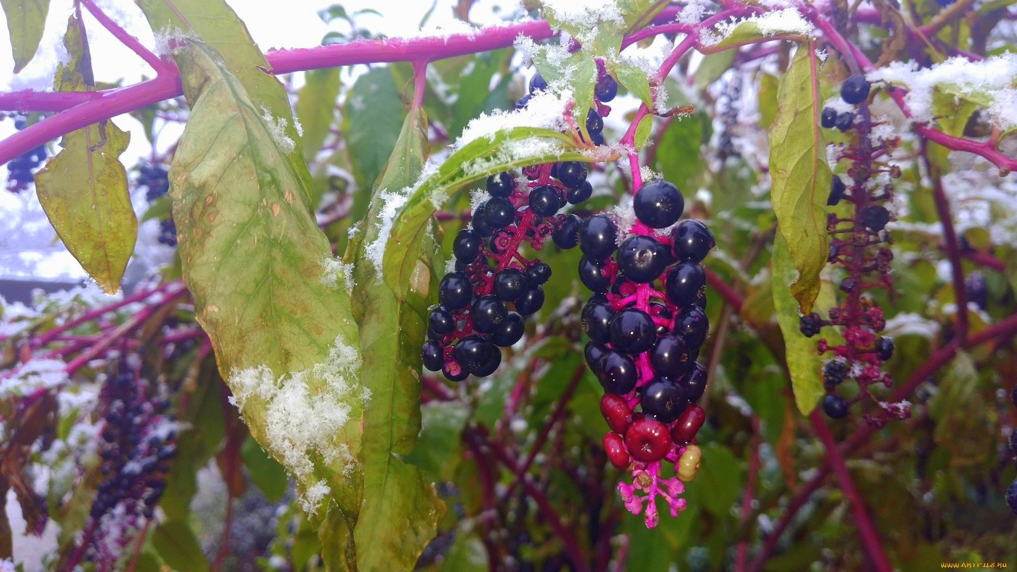природа, Ягоды, ягоды, листья, снег
