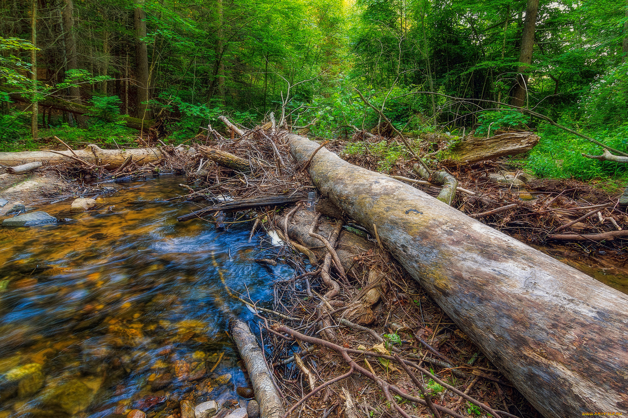 природа, лес, простор