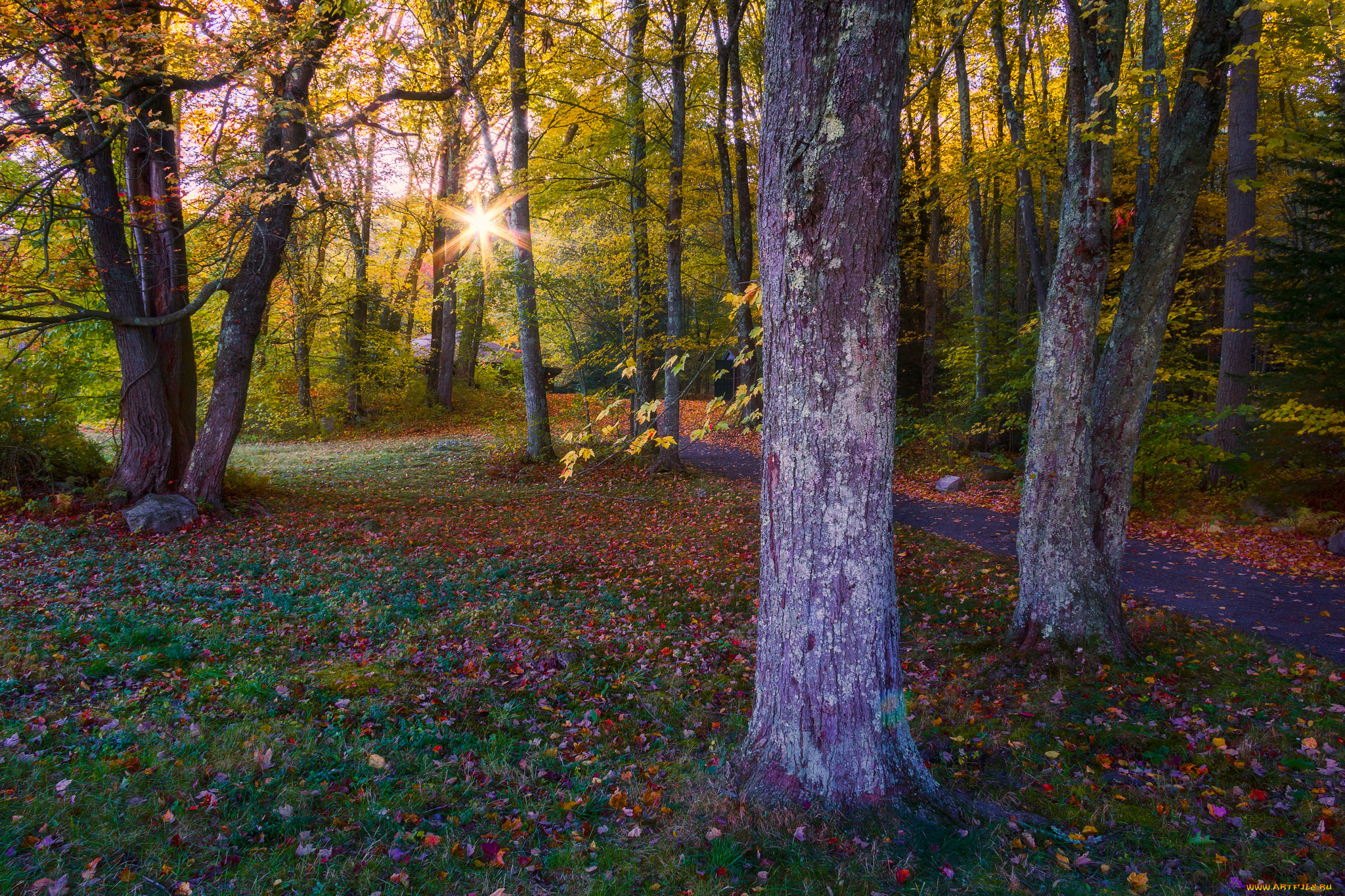 природа, лес, простор