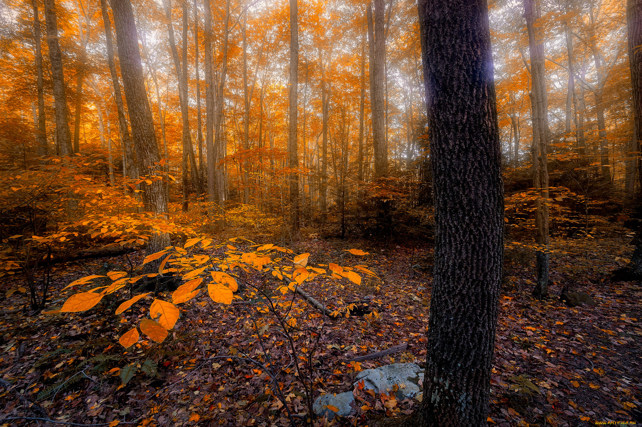 природа, лес, простор