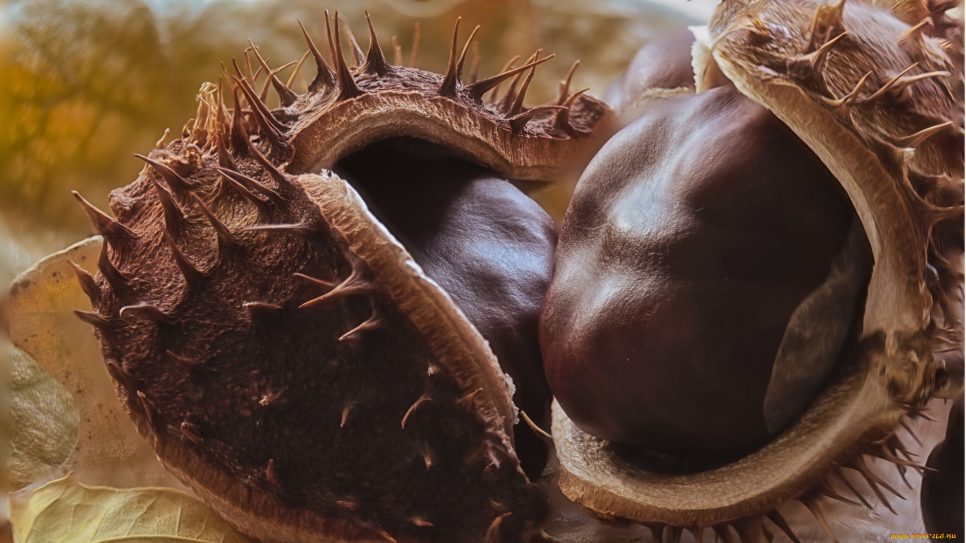 еда, орехи, , каштаны, , какао-бобы, снедь