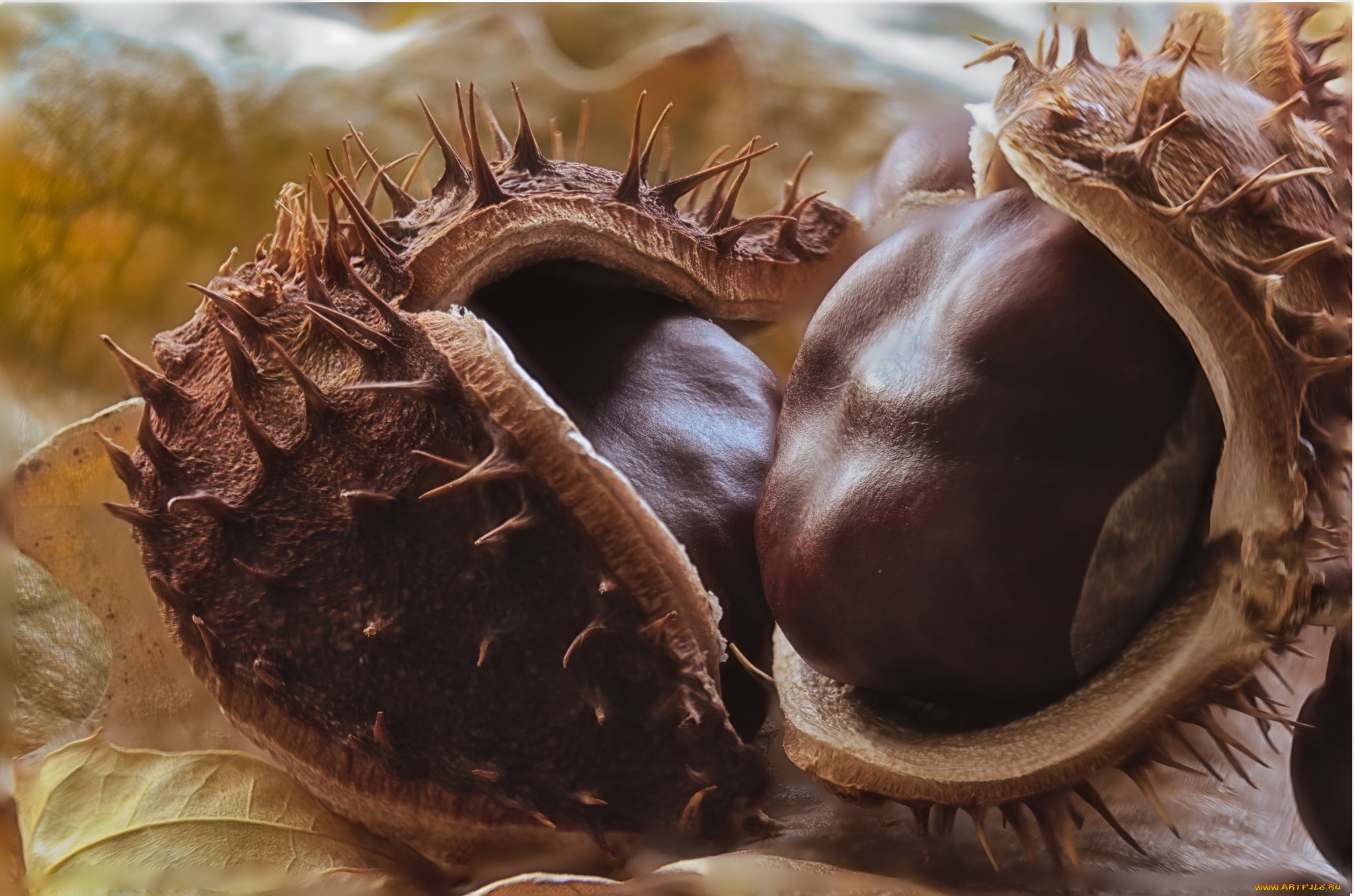 еда, орехи, , каштаны, , какао-бобы, снедь