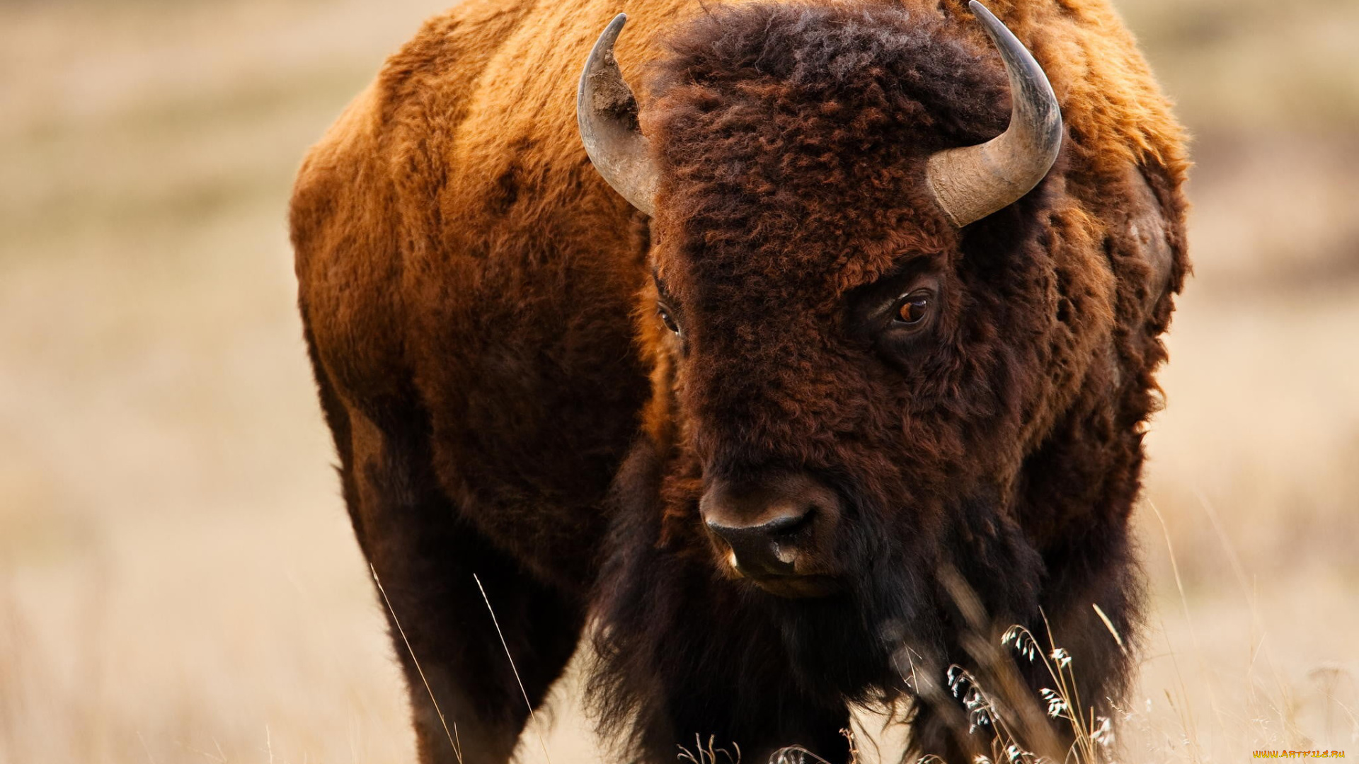 бизон, животные, зубры, , бизоны, bizon, млекопитающее, китопарнокопытные, полорогие, шерсть, рога