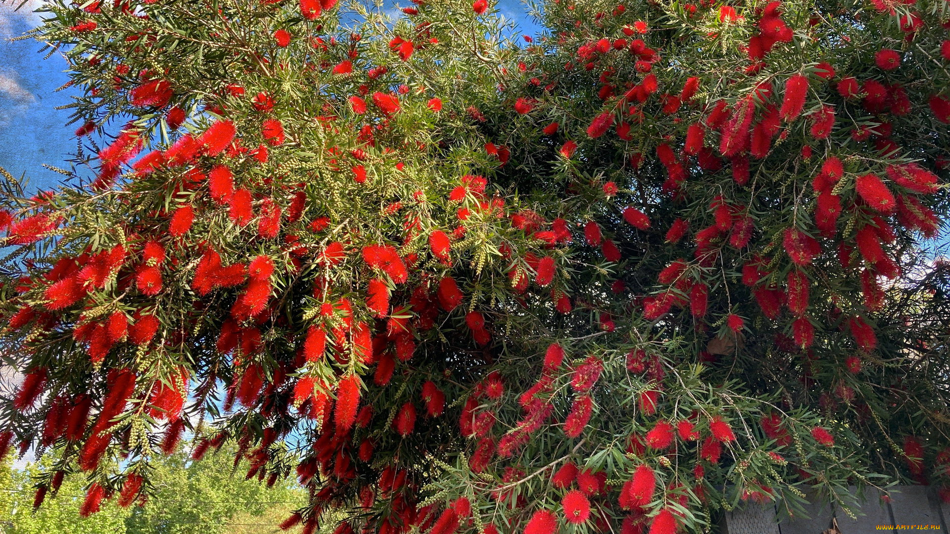 цветы, каллистемон, куст