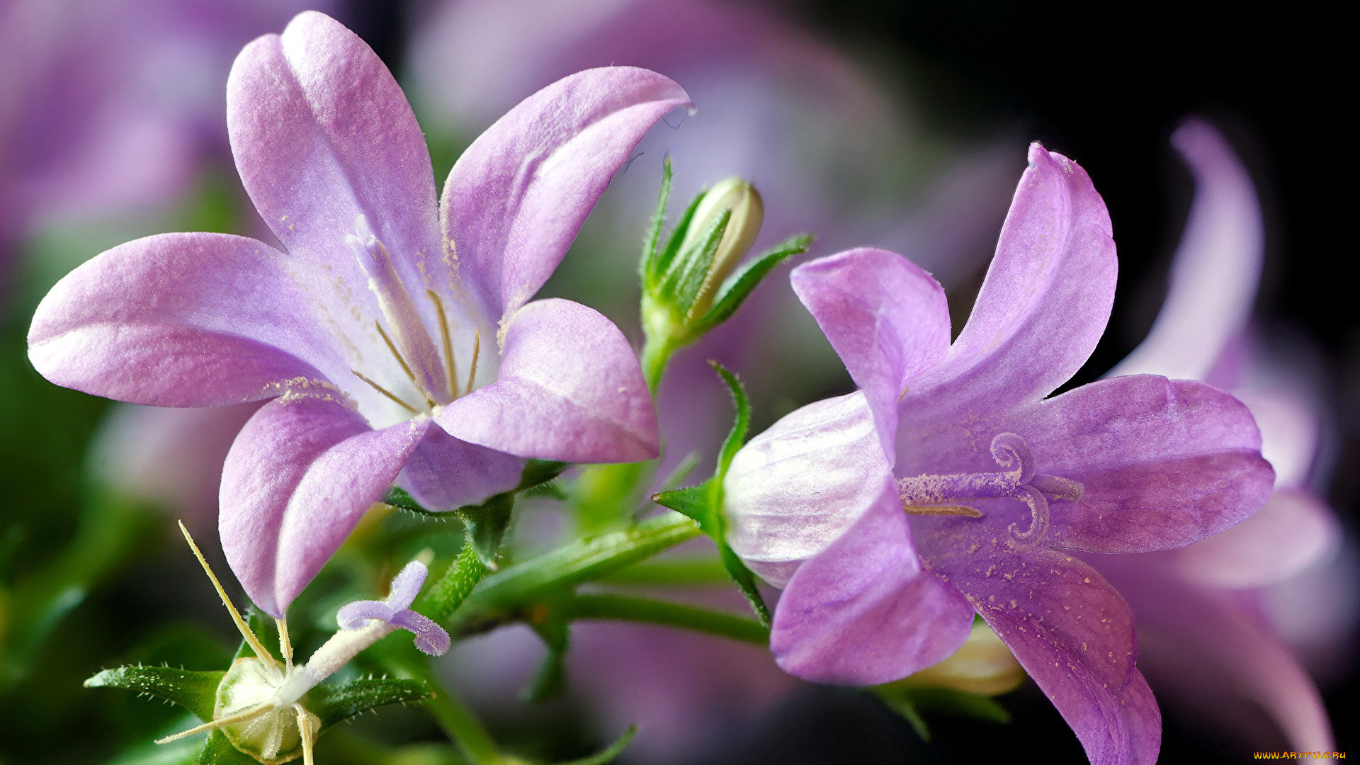 цветы, колокольчики, макро