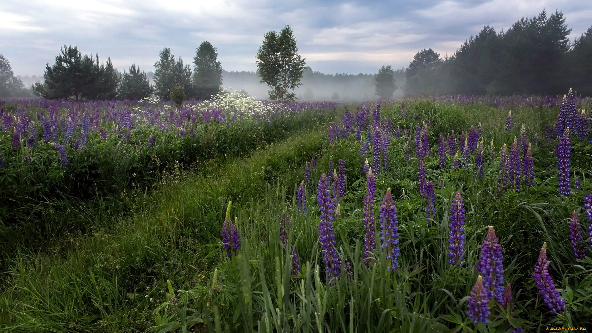 цветы, люпин, трава, туман
