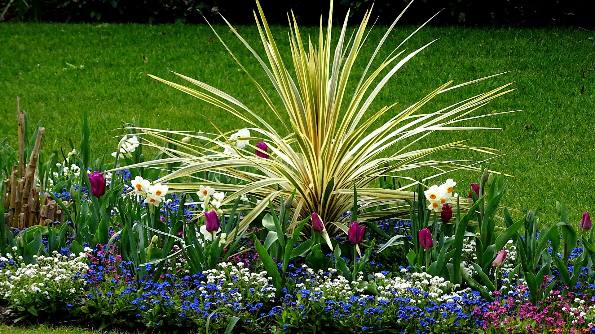 цветы, разные, вместе, нарциссы, тюльпаны, незабудки