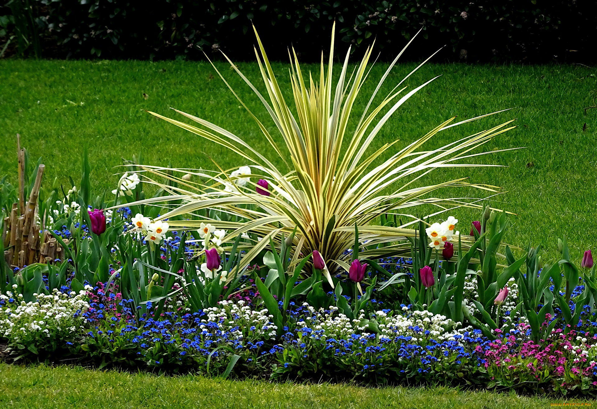 цветы, разные, вместе, нарциссы, тюльпаны, незабудки