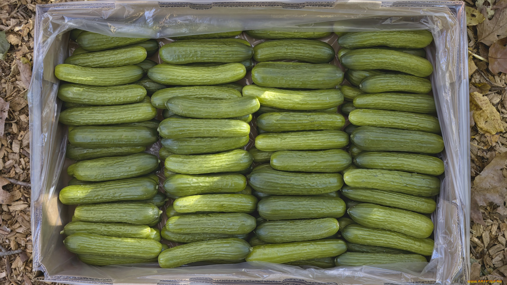 еда, огурцы, ящик, свежие, урожай