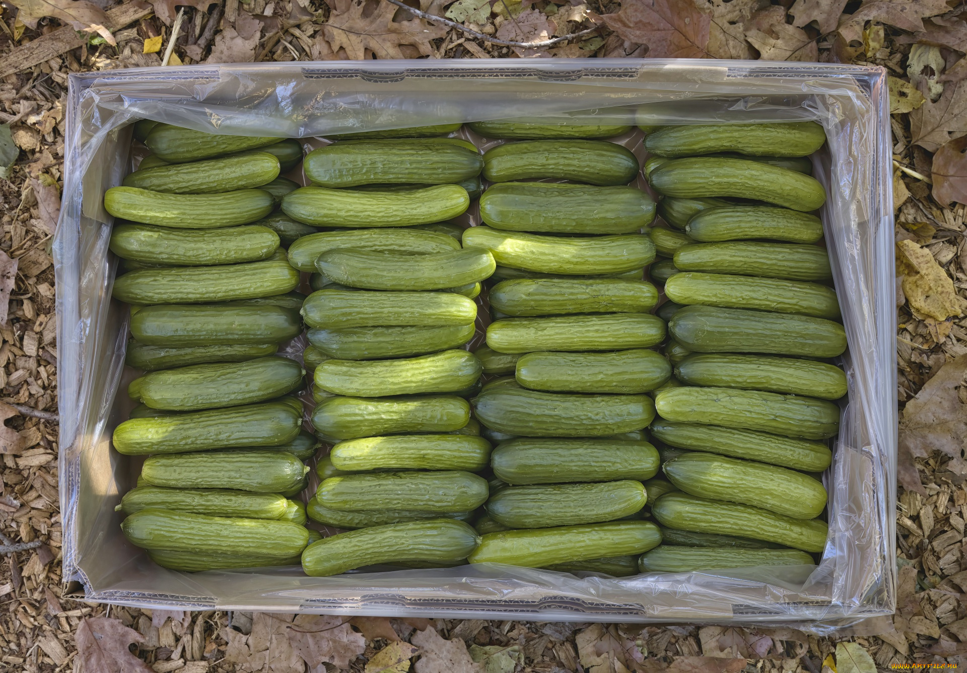 еда, огурцы, ящик, свежие, урожай