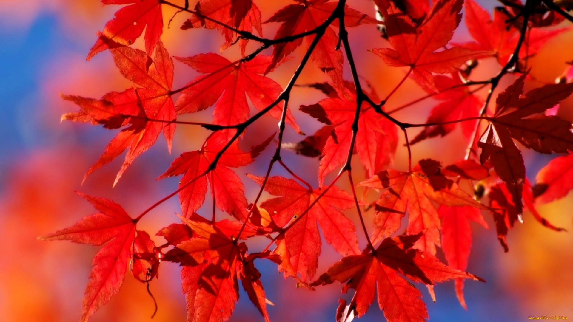 природа, листья, клен, ветки, осень