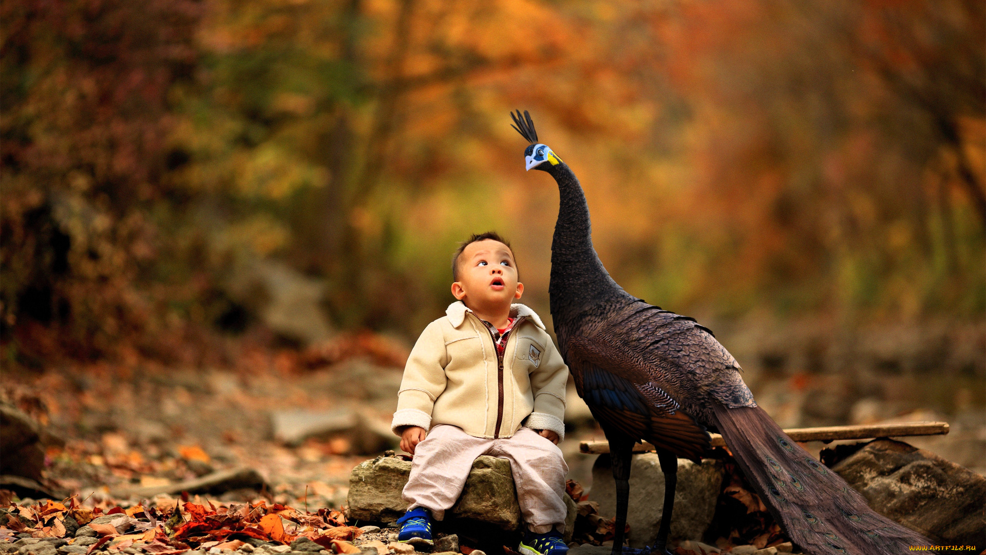 разное, дети, мальчик, ребенок, павлин, птица, листья, осень, лес, деревья, камни