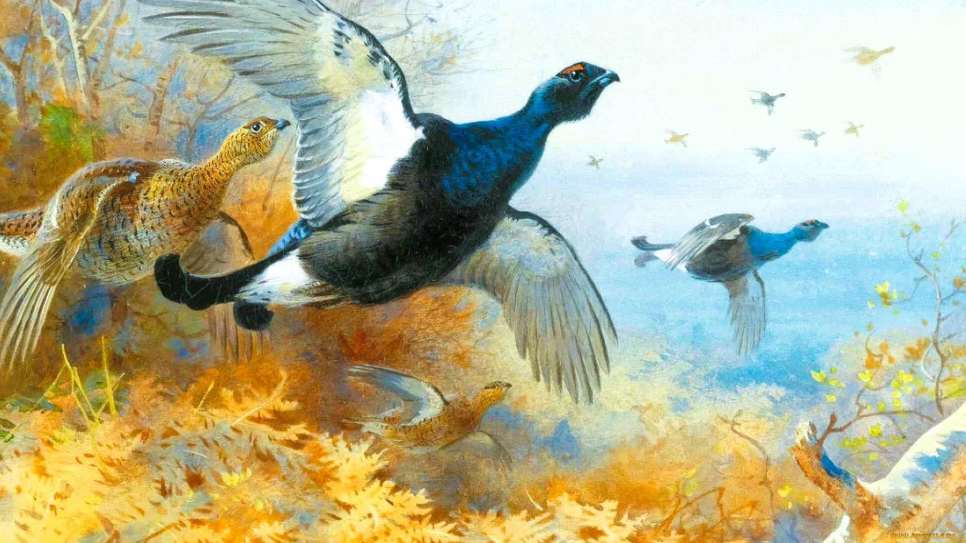 рисованное, archibald, thorburn, тетерева, птицы, стая, полет, деревья, кусты, осень