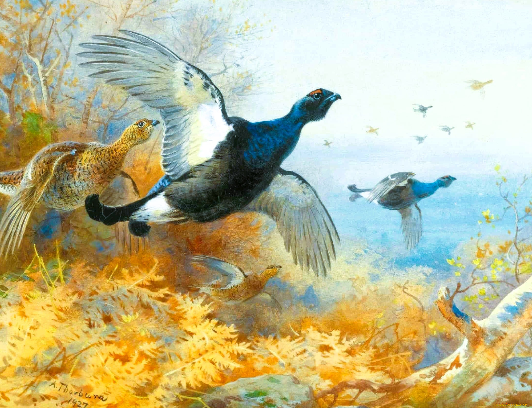 рисованное, archibald, thorburn, тетерева, птицы, стая, полет, деревья, кусты, осень