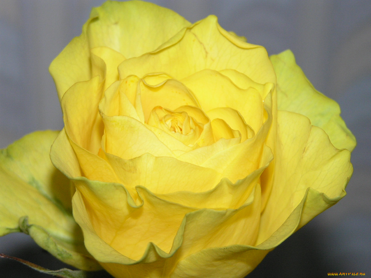 цветы, розы