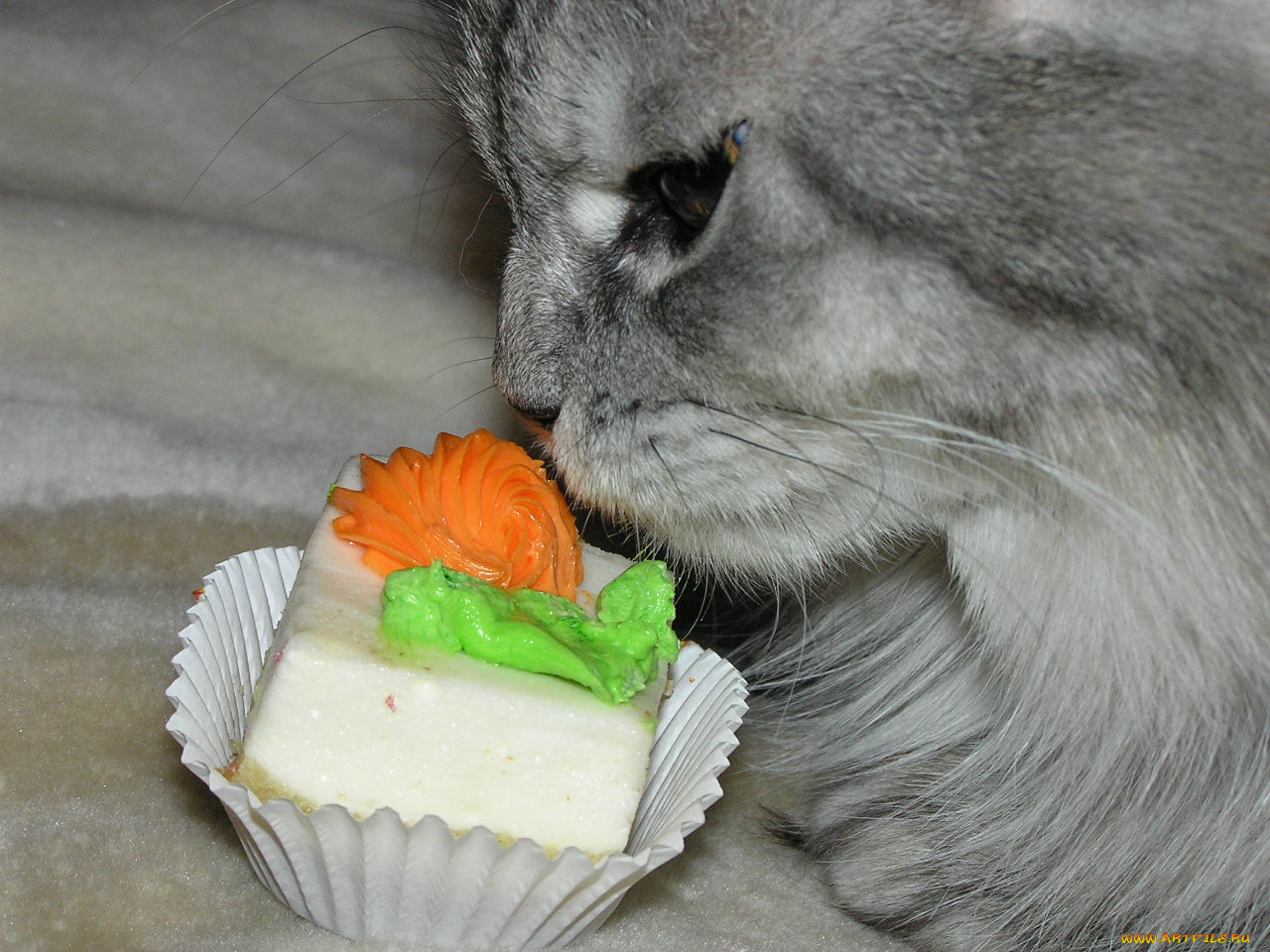 животные, коты