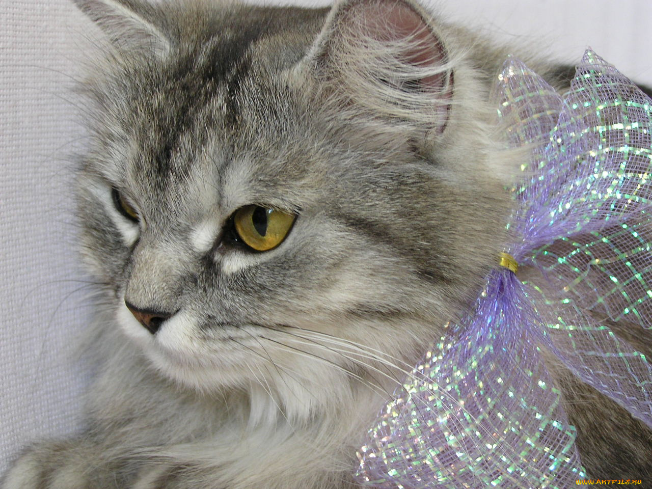 животные, коты