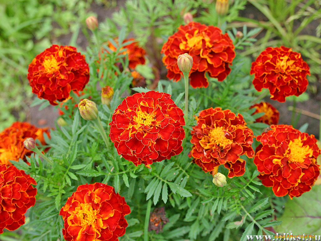 цветы, бархатцы