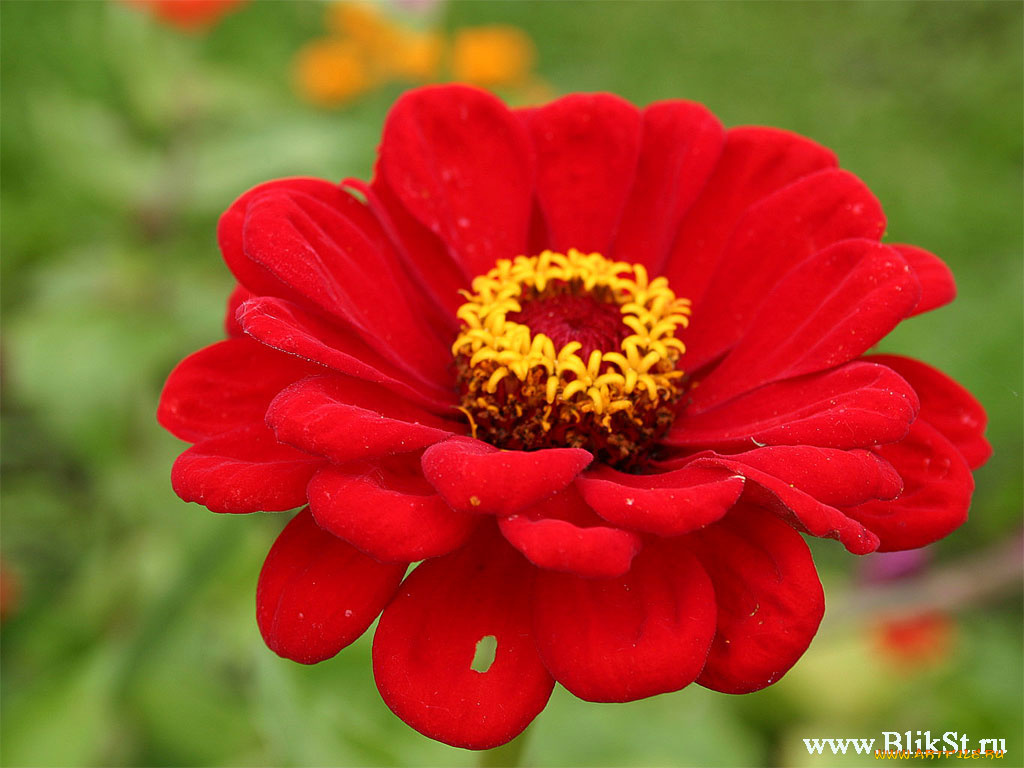 цветы, цинния