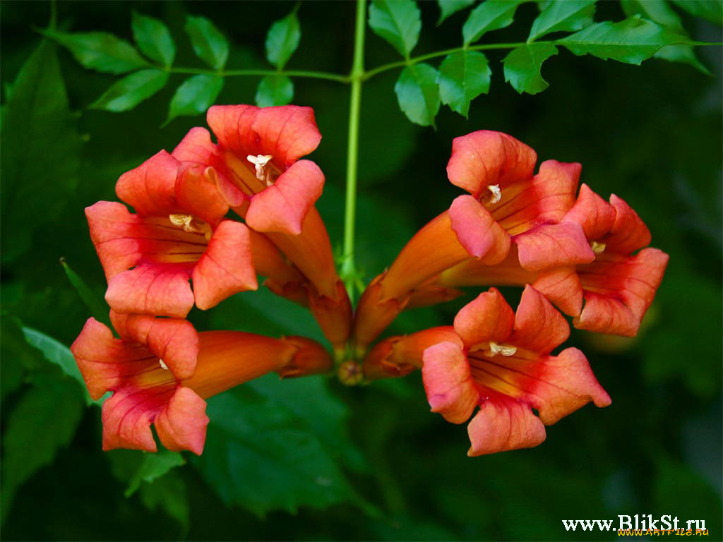 цветы, кампсис, текома