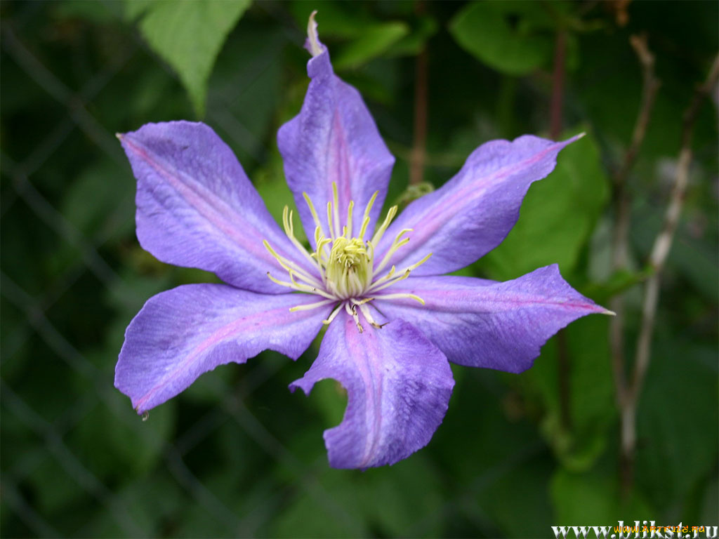 цветы, клематис, ломонос