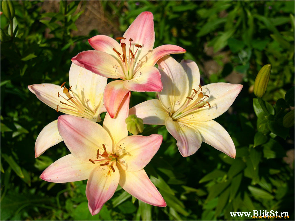 цветы, лилии, лилейники