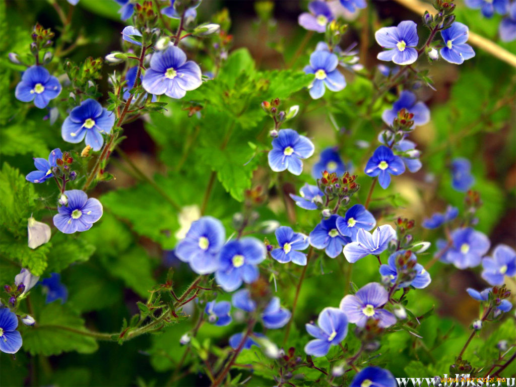 цветы, немофилы, вероники