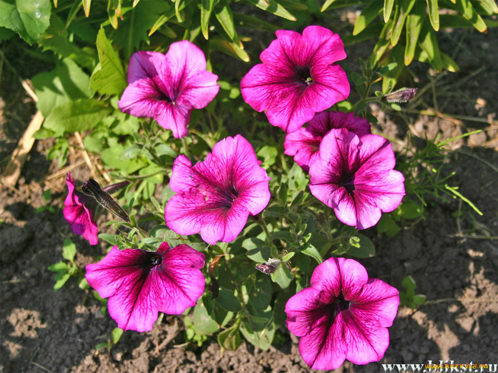 цветы, петунии, калибрахоа